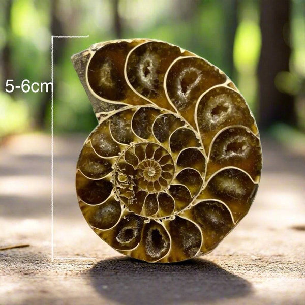 Cut and Polished Ammonite Fossil Slice Desmoceratidae 3-4cm/5-6cm from Madagascar - Marine Ammonite Fossil Specimen