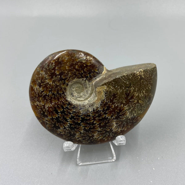 Polished Ammonite Cleoniceras 2.5-4cm/6-7cm Natural Ammonite Fossil from Madagascar, Real Fossil