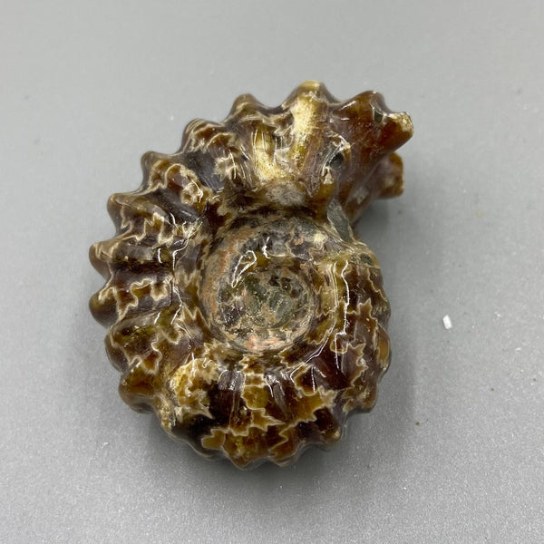 Real Ammonite Fossil 3-4cm, Douvilleiceras Specimen, Polished Agatized Ammonite Fossil, Ramshorn Snail, Amber Fossil