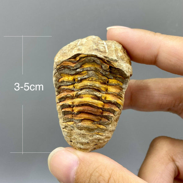 Trilobite Fossil, Fossil Arthropod, Ancient Marine Creature, Prehistoric Sea Creature